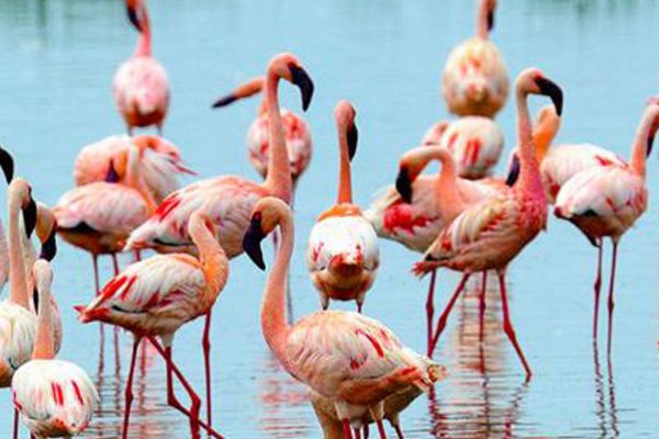 180918102948-14-flamingoes-at-lake-nakuru-photo-courtesy-kenya-tourism-board-super-169